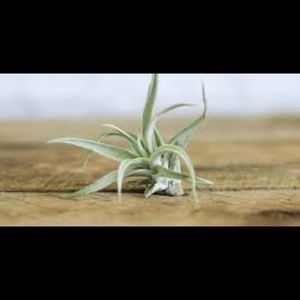 Air plants